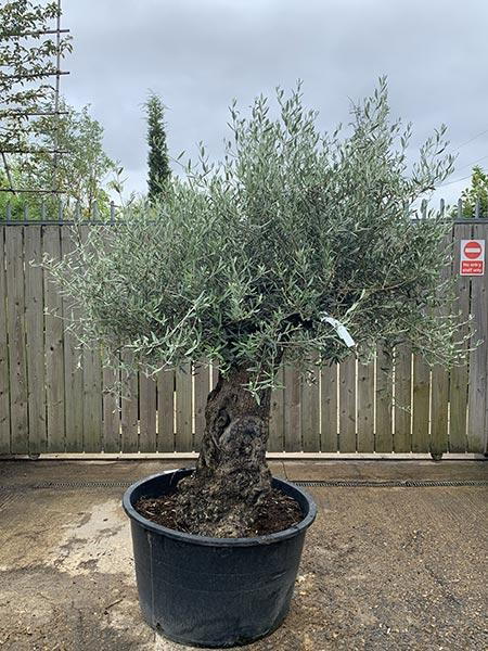 Olea Europaea Olive Bonsai