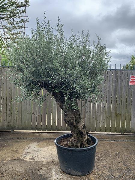 Olea Europaea Olive Bonsai