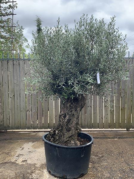 Olea Europaea Olive Bonsai