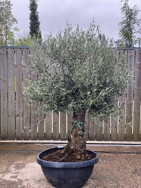 Olea Europaea Olive Bonsai