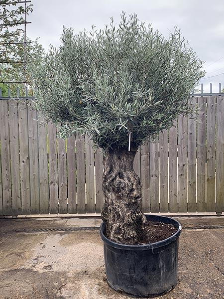 Olea Europaea Olive Bonsai