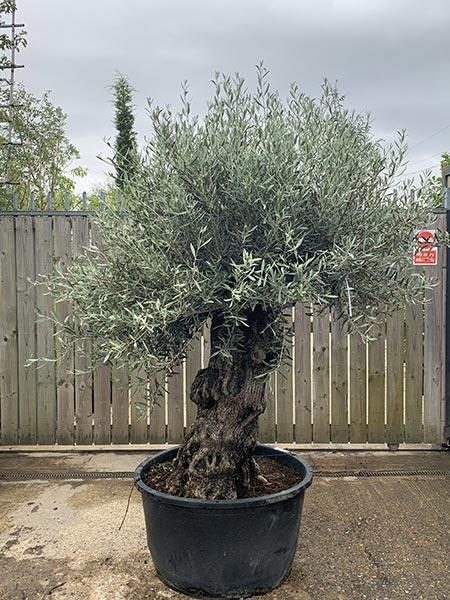 Olea Europaea Olive Bonsai