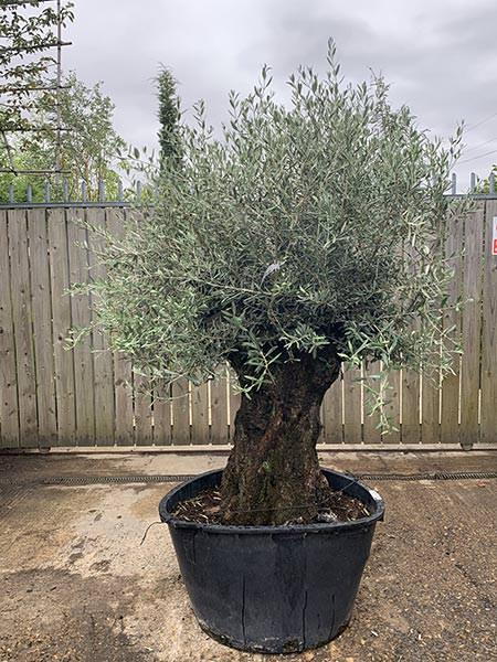 Olea Europaea Olive Bonsai