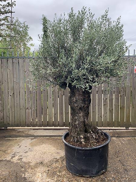 Olea Europaea Olive Bonsai