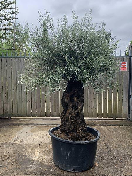 Olea Europaea Olive Bonsai