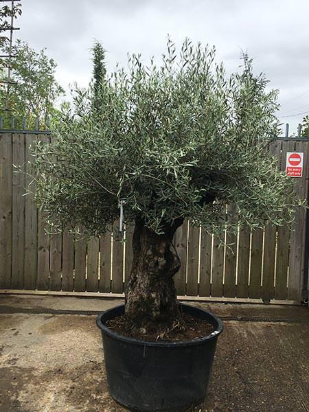 Olea Europaea Olive Bonsai