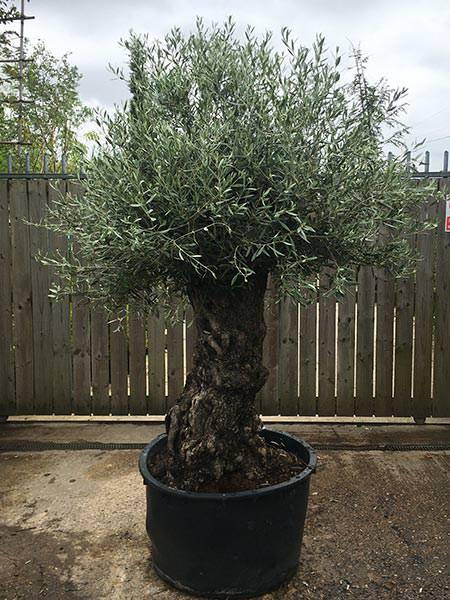 Olea Europaea Olive Bonsai