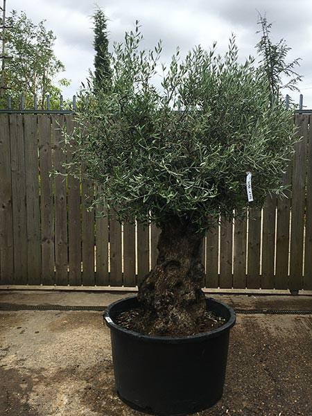 Olea Europaea Olive Bonsai