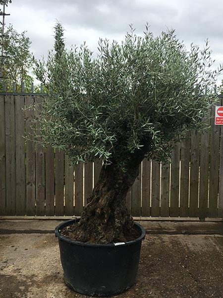 Olea Europaea Olive Bonsai