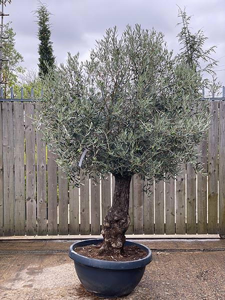 Olea Europaea Olive Bonsai