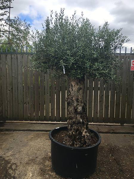 Olea Europaea Olive Bonsai