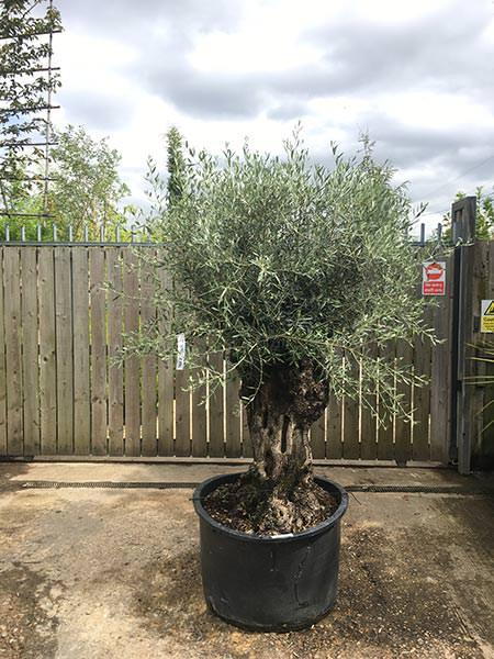 Olea Europaea Olive Bonsai