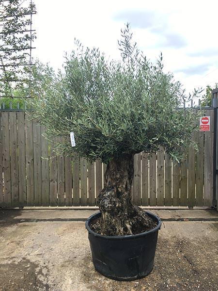 Olea Europaea Olive Bonsai