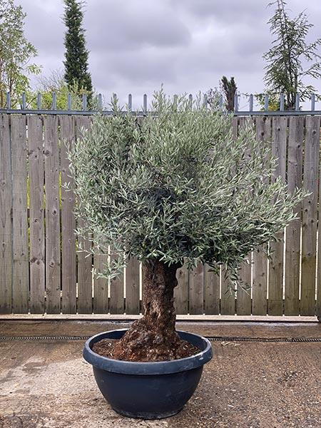 Olea Europaea Olive Bonsai