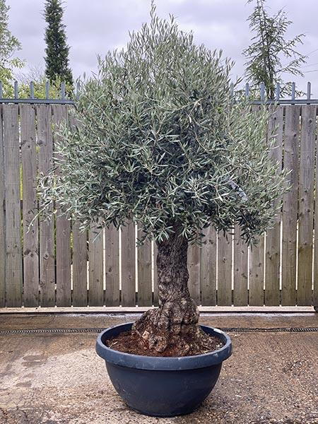 Olea Europaea Olive Bonsai