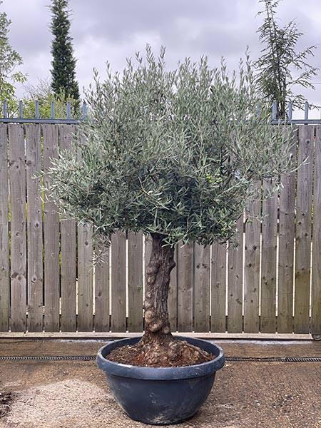Olea Europaea Olive Bonsai