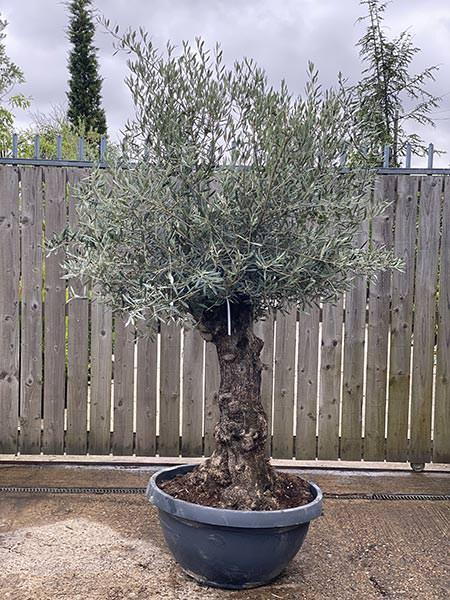 Olea Europaea Olive Bonsai