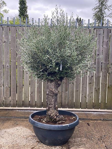 Olea Europaea Olive Bonsai