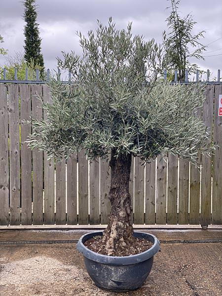 Olea Europaea Olive Bonsai