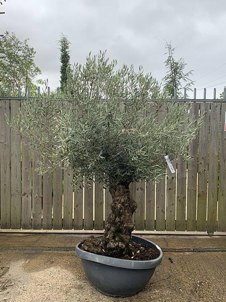 Olea Europaea Olive Bonsai
