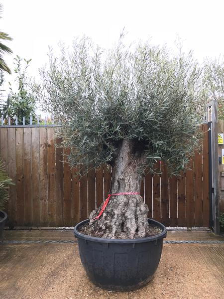 Olea Europaea Bonsai - Olive Tree buy online UK delivery