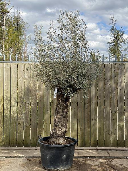 Olea Europaea Olive Bonsai
