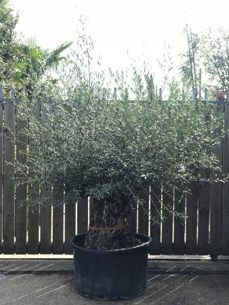 Large Mature Olive tree, beautifully shaped bonsai style crown with ancient gnarled trunk. Buy UK