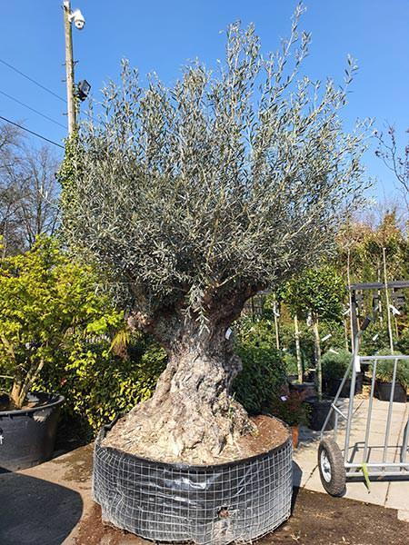 Olea Europaea Olive Bonsai