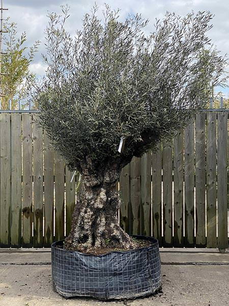 Olea Europaea Olive Bonsai