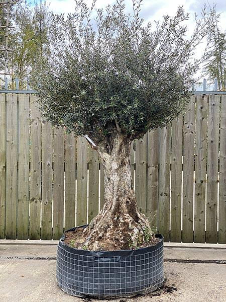 Olea Europaea Olive Bonsai