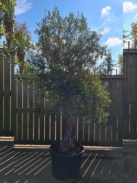 Olea Europaea Olive Bonsai