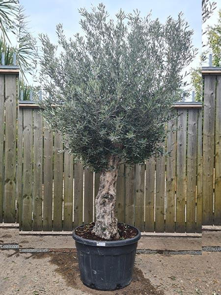 Olea Europaea Olive Bonsai