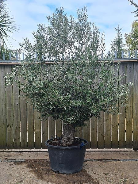 Olea Europaea Olive Bonsai