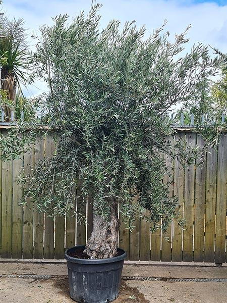 Olea Europaea Olive Bonsai