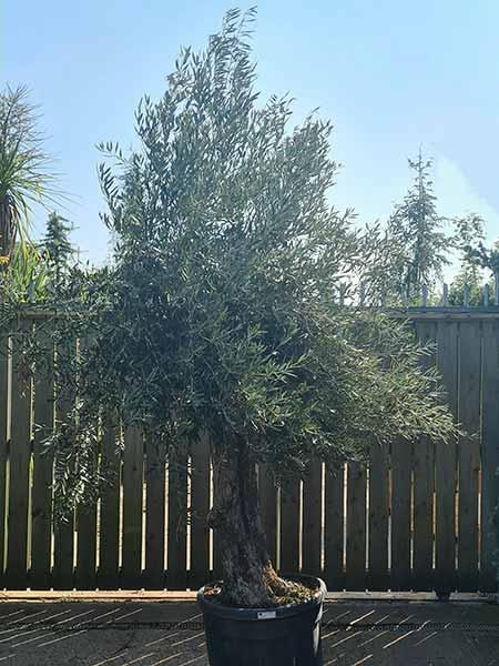 Unique mature Olive tree with gnarled trunk - you buy the tree in the image, UK delivery.