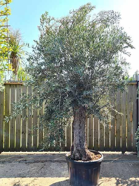 Gnarled ancient Olive trees, mature sized trees with bonsai trained crown, UK delivery
