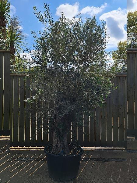 Olea Europaea Olive Bonsai