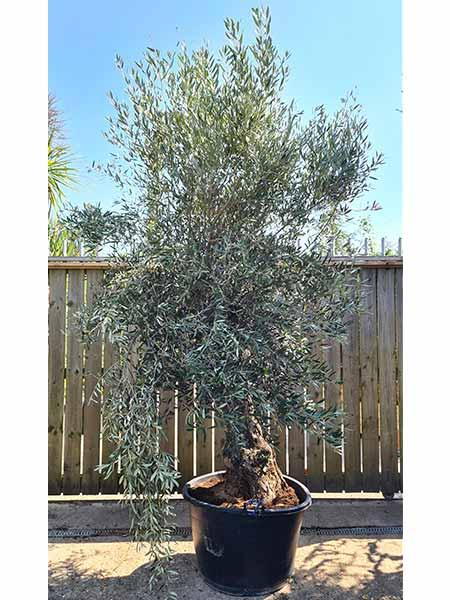 Bonsai Garden Olive Tree, Large mature Olive buy online UK