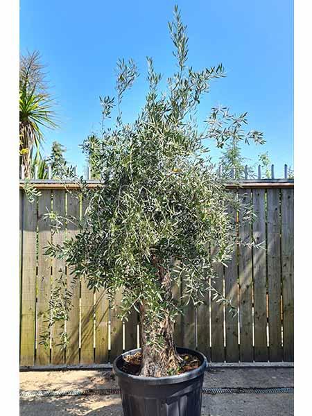 Olea Europaea Olive Bonsai trees,  buy online with UK delivery