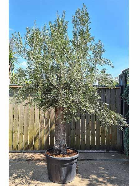 Mature bonsai trained Olive Trees buy UK