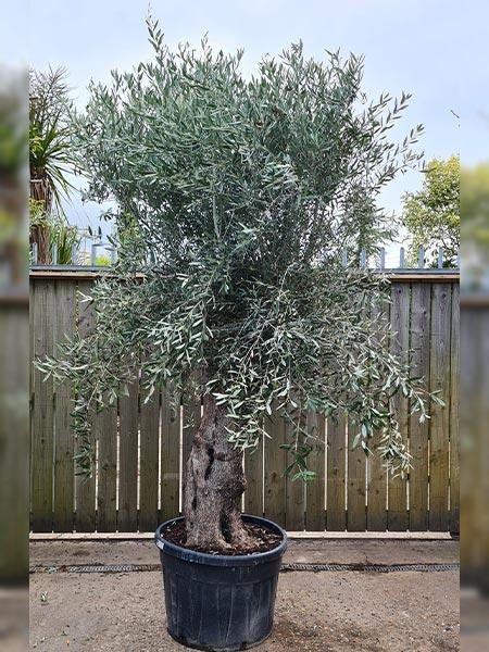 Olea Europaea Olive Bonsai