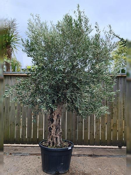 Olea Europaea Olive Bonsai