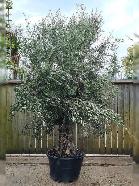 Olea Europaea Olive Bonsai