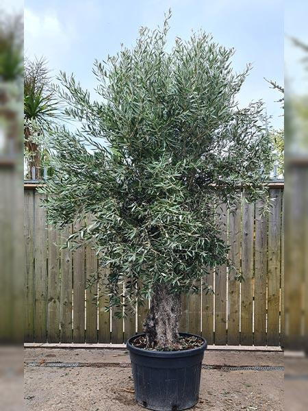Olea Europaea Olive Bonsai
