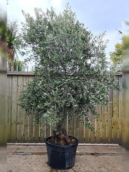 Olea Europaea Olive Bonsai