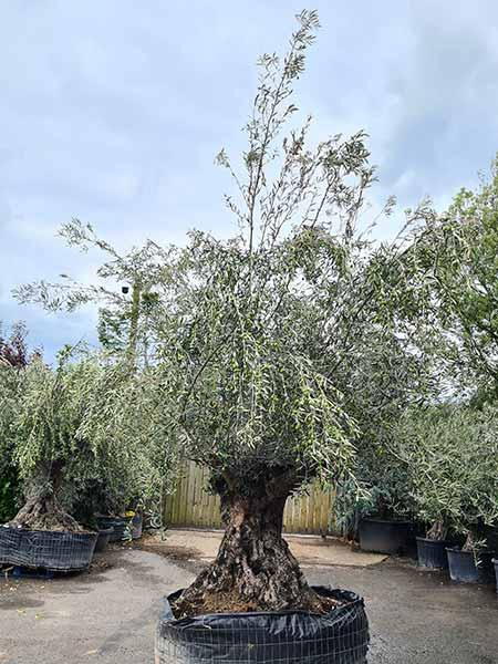 Mature gnarled olive trees - specimen trees for sale online with UK delivery