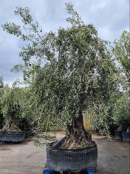 Specimen Olive trees, huge gnarled trunks and bonsai shaped crown, you buy the tree in the image online, delivery UK