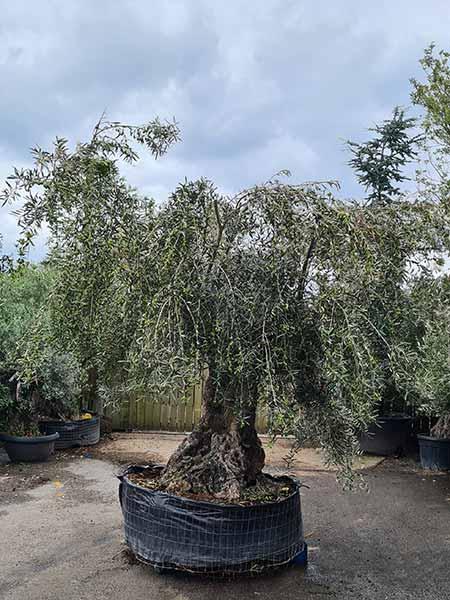Unique mature Olive tree for sale online UK delivery
