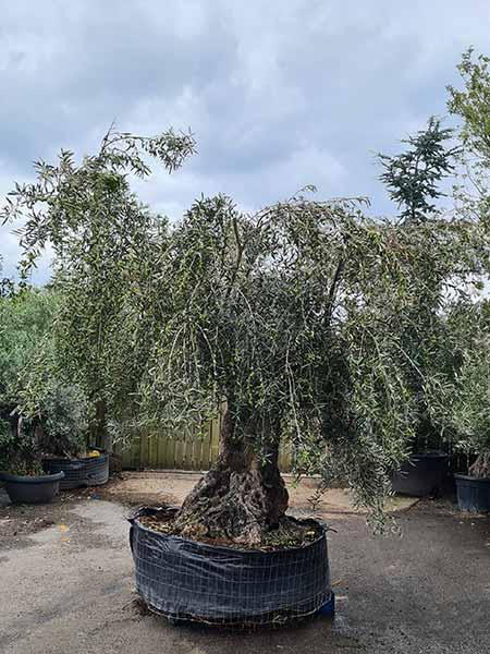 Unique mature Olive tree for sale online UK delivery