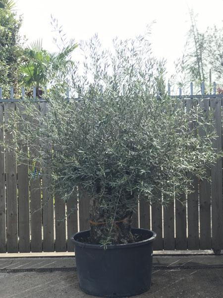 Specimen ancient olive tree, expertly trained crown and ancient trunk, buy online with UK delivery.